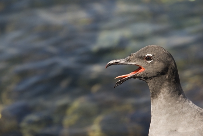 Ik was op het eiland Baltra op zoek naar de blauwvoet Jan van gent, maar die vloog alleen maar over en wilde niet voor mij poseren. Deze lavameeuw was echter wel zo aardig om voor me te poseren, zodat ik hem rustig kon vastleggen, terwijl hij zijn soortgenoten riep.