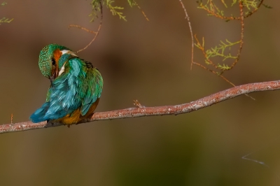The kingfisher was standing in front of me cleaning its feathers. Of course it is a female, as you can realise from its beautiful look.