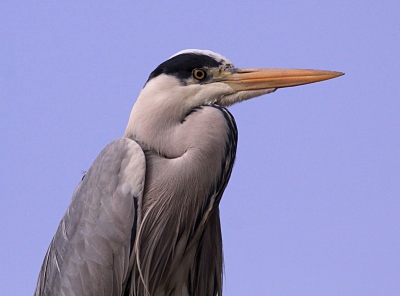 Iedere dag vliegen ze boven mijn huis, en vaak zitten bij de vijver dichtbij maar nooit is het me gelukt om zo dichtbij te komen. Dit keer zat hij niet op de grond maar hij was boven me in de boom!
