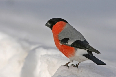 Aangezien het hier ook al aardig lente begint te worden ligt er nog steeds een flinke pak sneeuw. Deze goudvink hou er ook wel van