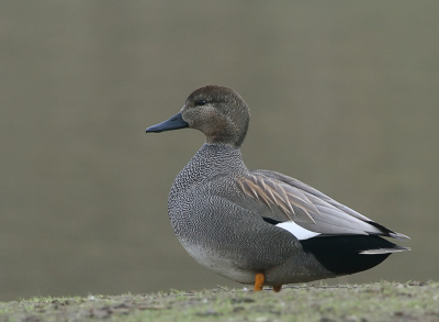 Deze krakeendman was goed te benaderen. Zonnetje liet het afweten, maar dat doet de foto goed denk ik