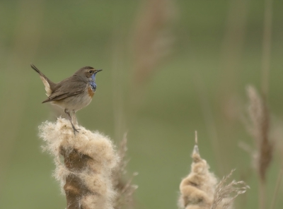 Vanmorgen maar weer eens een keertje te voet door de polder, helaas wel wat nevelig deze Blauwborst een tijdje kunnen volgen en wat plaatjes kunnen schieten.
Groeten Cor.