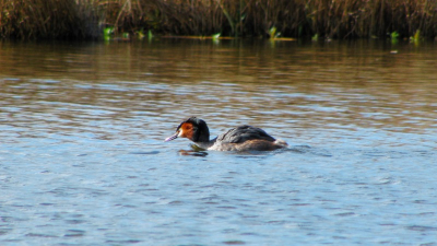 Deze fuut kwam ik tegen toen ik aan het varen was in de westzijderpolder, gelukkig dook hij niet meteen weg.
