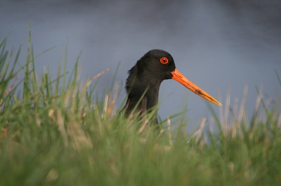 Deze scholekster zat aan de kant van het kanaal en verstopte zich in het gras. Opeens kwam het koppie weer boven met dit als resultaat.