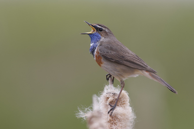 Al komen de Blauwborsten hier binnenrollen, wil ik jullie niet onthouden met mijn eerste kennismaking met dit prachtige vogeltje! Had dit diertje dus ook nog nooit gezien en stond al een poosje op mijn verlanglijstje.
Vandaag was het dan zover!