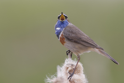 Nog een uit mijn eerste Blauwborst serie, hier zong de vogel uit volle (Blauw)borst een mooi liedje.