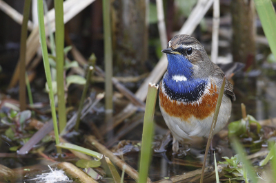 Nog een plaatje uit mijn eerste Blauwborst serie.

Ook dook hij weleens vanaf de rietstengels richting het water om daar te foerageren. Dit leverde een heel ander type foto op.