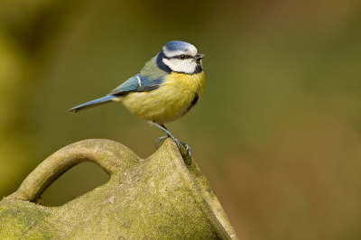 Naast de eekhoorn zie nederpix, waren er ook de nodige vogels op de locatie. Waaronder deze gewone pimpelmees.