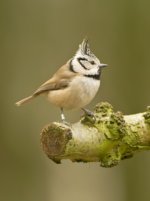 Gelukkig kon ik vandaag ook nog 1 van mij favoriete vogels vastleggen. Wat een prachtige volgens zijn dit toch.