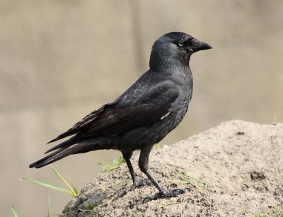 Ik kwam deze kauw tegen en heb er een aantal foto's van gemaakt. Ik vond deze de mooiste