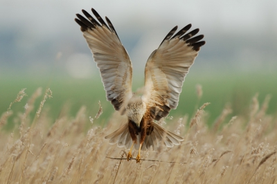 Vandaag naar de bruine kiekendief geweest, hier is een van de gemaakte foto's