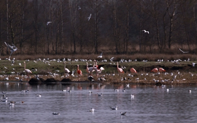 Baltsende flamingo's net over de grens bij Eibergen.
Bewust gekozen voor de flamingo's in hun omgeving in dit schitterend veengebied met duizenden meeuwen en een enorme varieteit aan ook andere bijzondere vogels. Vandaag zijn er 17 flamingo's geteld waaronder 1 Caraibische volgens mij. Het viel me op dat er veel ongeringde exemplaren tussen zitten. Vanaf 22 maart ben ik hier al 5 keer geweest en blijf onder de indruk van dit prachtig gebied. Ook in de nabije omgeving is het echt de moeite waard eens te gaan kijken. Ik heb overigens gehoord van een vaste bezoeker dat hij onlangs ook hier een zilverreiger heeft gezien. De kwaliteit is mischien niet wat het zijn moet maar de flamingo's zaten op het eiland en ik kwam behoorlijk wat mm's tekort