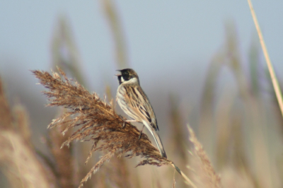 Rietgors zingt in het riet, Genomen bij mooi weer.