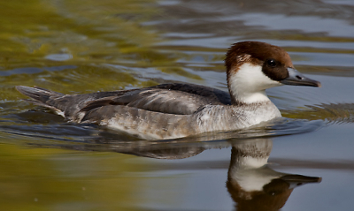 Het was even zoeken in het vogelboek, maar deze vogel valt onder het nonnetje.