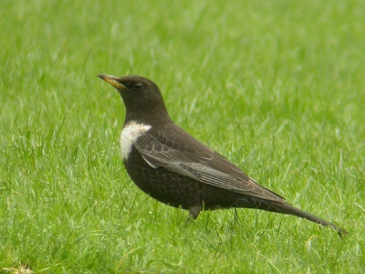 M'n 1e van dit voorjaar en dan nog wel op maar 500 meter van het centrum van Eindhoven op een sportveldje.... Heb wel wat moeten croppen maar ook gezien de weersomstandigheden (bewolkt, regenachtig) ben ik best tevreden.