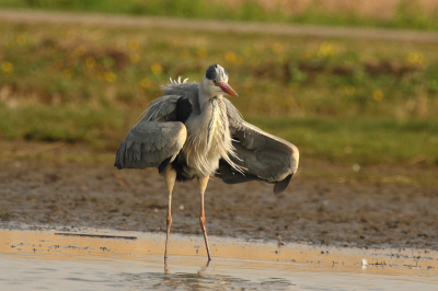 Mijn eerste foto op birdpix.
Deze reiger laat zich eens van een andere kant zien.