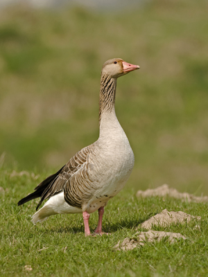 Deze Grauwe Gans ging er goed voor staan afgelopen weekend in de Biesbosh. Angelique