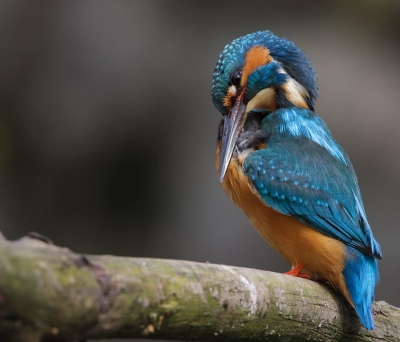 Het blijft altijd mooi om te zien hoe de IJsvogels zichzelf poetsen met die (in verhouding) gigantische snavel, helaas bleef de "gaap" na het poetsen weg.