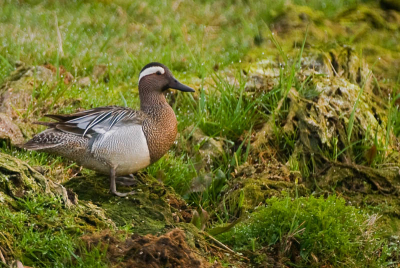 kwam deze eend tegen in de polder, nog nooit gezien, weet iemand wat dit is?