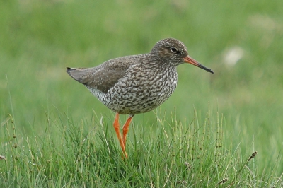 Op ieder paaltje in Ijsland kan je der wel n vinden, ik vond er ene in het gras.