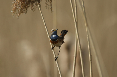 het is altijd weer prachtig om deze vogels in het voorjaar te zien je wordt er vrolijk van met hun liedje