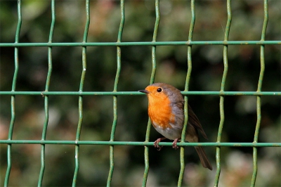 Ik heb van mijn oom, Arjan, zijn "oude" canon 20D en sigma 70-200 te leen gekregen om te wennen aan een spiegelreflex camera. Dit is een van de eerste goed vogelfoto's die ik ermee gemaakt heb. Ik ben er zelf tevreden mee en mijn oom erg dankbaar! Nu blijf ik zeker doorsparen voor mijn eigen spiegelreflex.