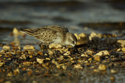 een calidris maar welek kan een aantal wegstrepen blijft voor mij over pusilla of mauri maar zit ik juist.
hoor graag reacties.