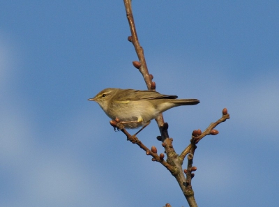 we waren op zoek naar cetti-zanger.prachtig weer en een  gewoon vogeltje wat een leuke foto heeft opgeleverd