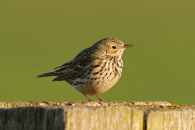 Vanmorgen nog even door de polder gereden, voordat ik naar m'n werk ging (ja ja, ik heb wel gewerkt op Goede Vrijdag). De zon scheen heerlijk en plotsklap ging deze graspieper op een paal zitten naast mijn auto. Hij / zij zat zo dichtbij, dat ik een stukje achteruit moest rijden om scherp te kunnen stellen. Gelukkig bleef 'ie zitten en bracht een prachtige aubade.