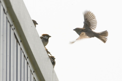 Vandaag zomaar naar een groepje Spaans Mussen gereisd. Enorm anders dan helemaal alleen in de uiterwaarden liggen fotograferen. Maar de vogels maakten alles goed. Wat een prachtbeesten!