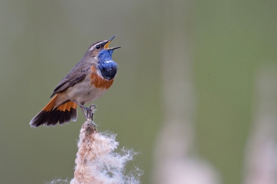 Met het mooie weer zong de Blauwborst het hoogste lied. 
Monopod, 500 mm + 1.4 extender. 
Zie verder exif.
