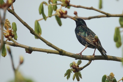 In het zonnetje tussen de eerste bladeren van de kastanjeboom zat deze spreeuw. Op een afstandje lijkt deze vogel zwart maar van dichtbij, in de zon, is het een kleurrijke vogel.