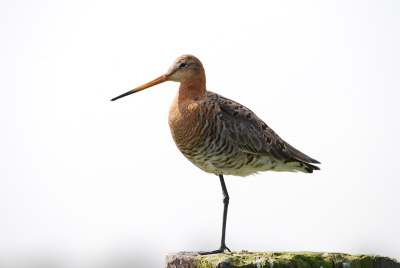 Ik reed met de auto nog maar net door de polder toen ik deze grutto zag.
hij bleef zo kalm op de paal zitten dat ik hem mooi op de foto kon nemen.