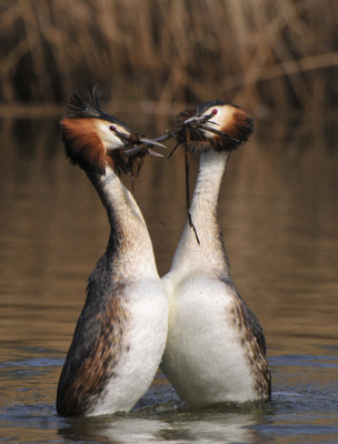 Futen aan het baltsen, de hele dag in het riet gezeten en genoten van de futen.