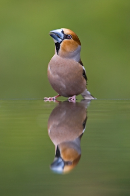 Vandaag weer voor de eerste keer van dit jaar bij de drinkvijver gezeten. Deze appelvink kwam ook even een slokje water halen.