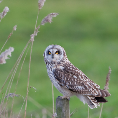 Na dagje fotograferen in de Uitkerkse polders stonden we opeens onverwacht oog in oog met de velduil! Nog nooit was ons materiaal zo snel bovengehaald!