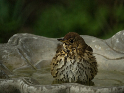 Lekker een beetje poedelen in de minivijver/drinkbak in de tuin.