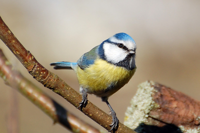 Vanuit het slaapkamerraam zag ik deze pimpel erg nerveus in de weer. Bleef even zitten voor het plaatje. Na lang aarzelen besloten om hem op Birdpix te zetten, als eerste foto
