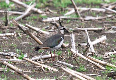 Deze kievit was in een oud maisveld aan het eten.
Foto op afstand van ongeveer 15 m genomen.