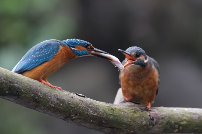 Vandaag nog even wezen kijken bij de IJsvogeltjes.
Na het geven van het visje was het tijd om te gaan paren.
Helaas is hier het vrouwtje niet scherp, met het licht wat ik had had ik weinig keuze...