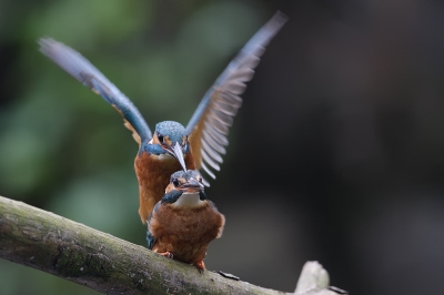 Vandaag nog even wezen kijken bij de IJsvogeltjes.
Na het geven van het visje was het tijd om te gaan paren.
Helaas ISO 800 moeten gebruiken icm f5 om het een beetje vast te kunnen leggen.
Heb geprobeerd het beste ervan te maken!