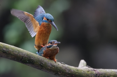 Vandaag nog even wezen kijken bij de IJsvogeltjes.
Na het geven van het visje was het tijd om te gaan paren.
Helaas ISO 800 moeten gebruiken icm f5 om het een beetje vast te kunnen leggen.
Heb geprobeerd het beste ervan te maken!