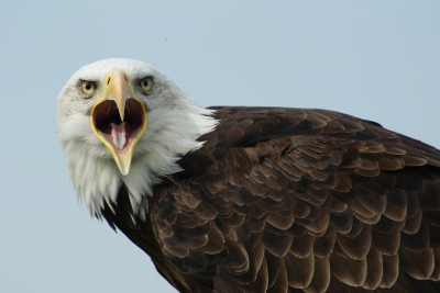 Ik heb de foto gemaakt tijdens een workshop roofvogelfotografie o.l.v. Steven Ruiter.