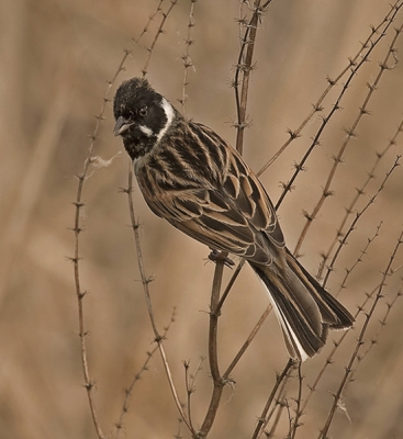 Veel Rietgorzen gezien vandaag dit is er een van, het blijft een lastig vogeltje met dat zwarte masker.