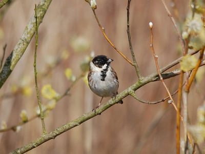 Rietgors tijdens een mooie zonnige dag in boompje wat in het riet stond, hij gaf me mooi de gelegenheid voor een sessie