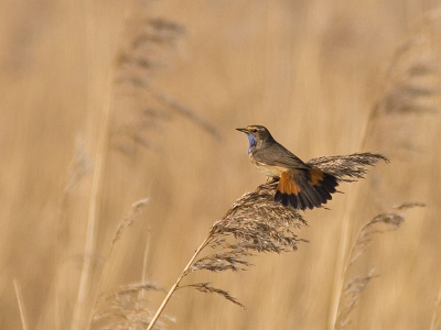 De vogel in zijn natuurlijke omgeving, in een rietveld aan de rand van het Schildmeer.