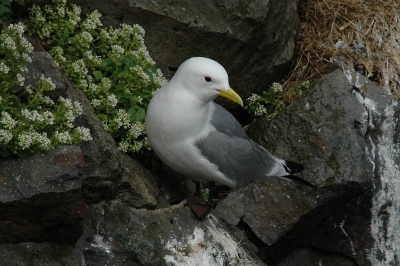 Langs de kust van Ijsland, op n van de vele vogelrotsen, een machtig spectakel dat je ooit in je leven moet meemaken.