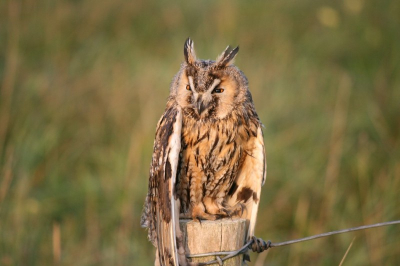 Vogel was uitgeput van de trek. Is later die dag overleden in Eco Mare