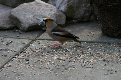 De appelvink komt af en toe even langs om zonnepitten te eten.