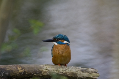 Eindelijk weer een ijsvogel gevonden.
Na drie dagen zitten zat hij eindelijk daar waar ik hem op de foto wilde hebben.

Foto genomen met Canon 30d, op statief met een 100-400 L USM.